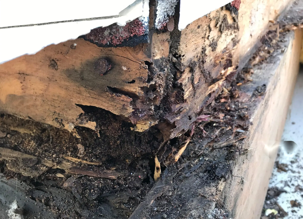 termite inspection
